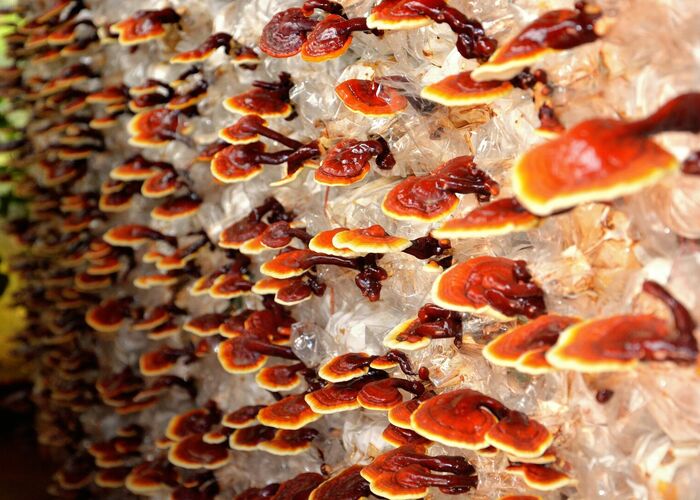 Schopnosť spomaľovať rast buniek a tumorov